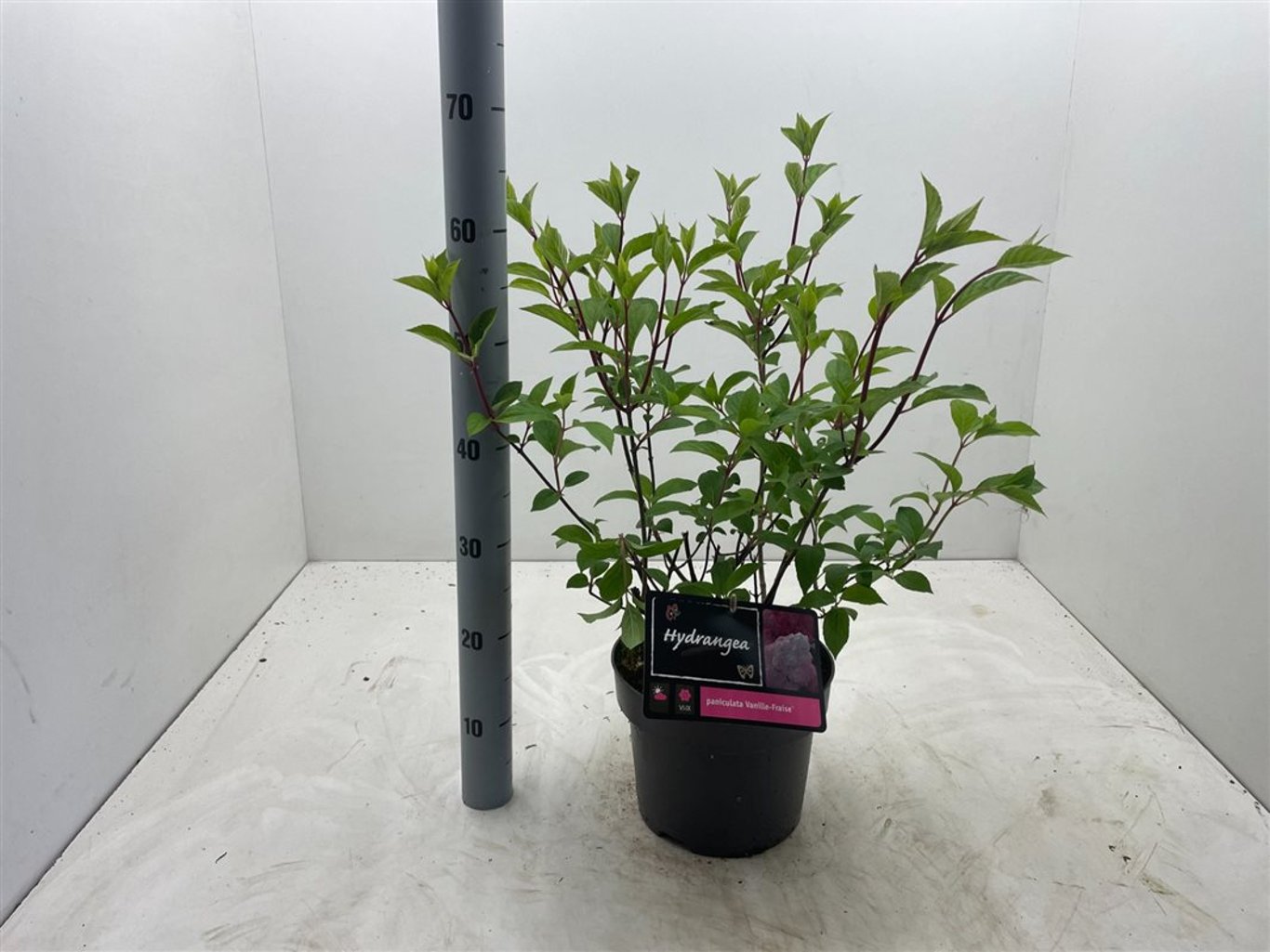 Hydrangea pan. 'Vanille Fraise' - C5